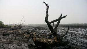 Árboles devastados por contaminación del petróleo de una refinería ilegal en el estado de Rivers, Nigeria