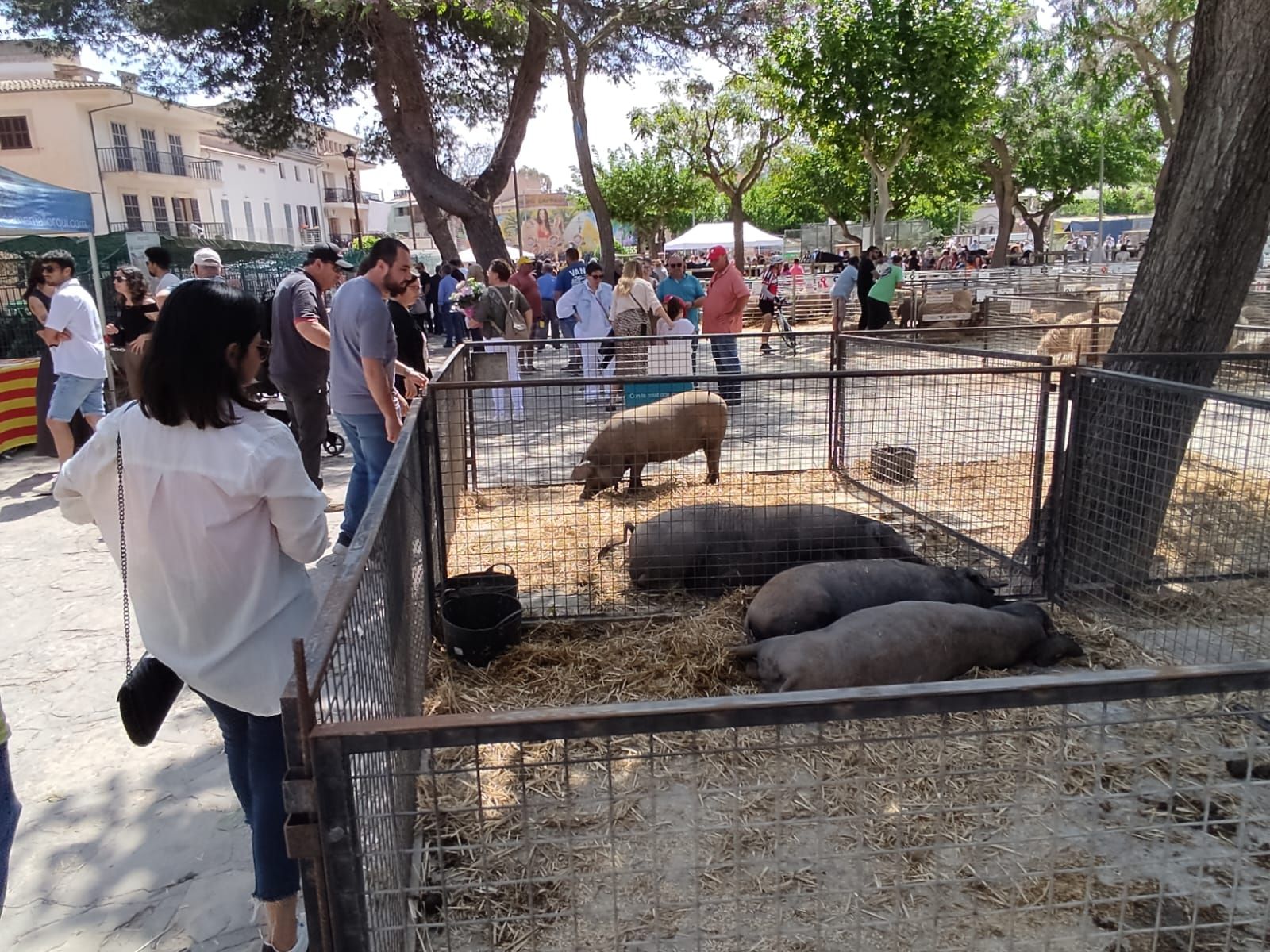 La Fira de Sineu, en imágenes