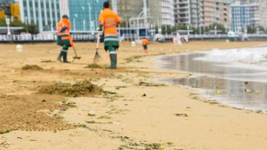 Una de las ratas que aparecieron ayer en la playa de San Lorenzo, con operarios de Emulsa, al fondo, limpiando el arenal.