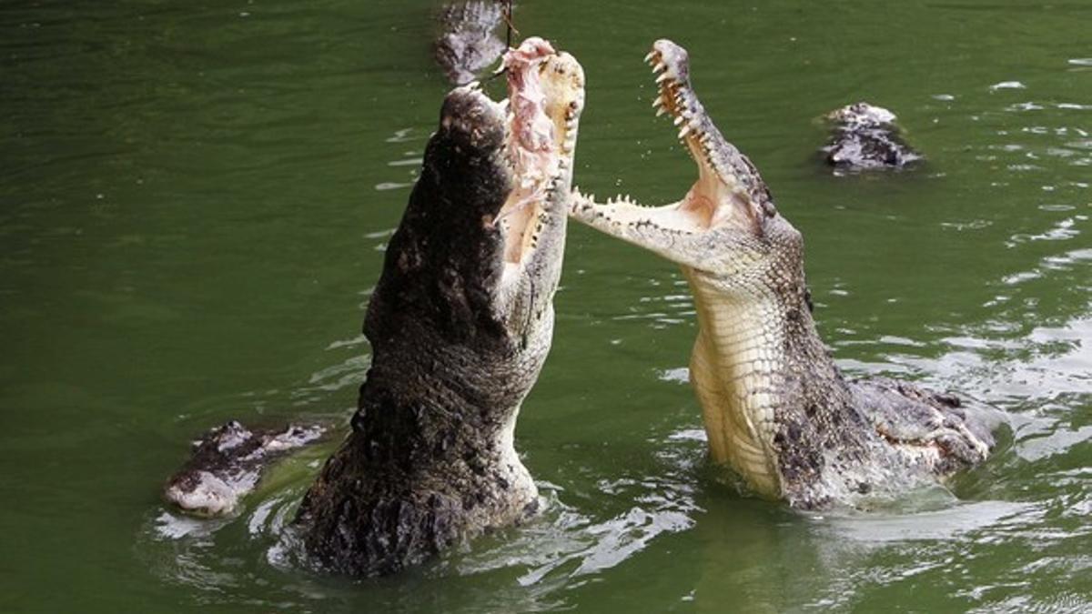 Unos cocodrilos saltan para alcanzar un trozo de comida en una granja de Pattaya (Tailandia)