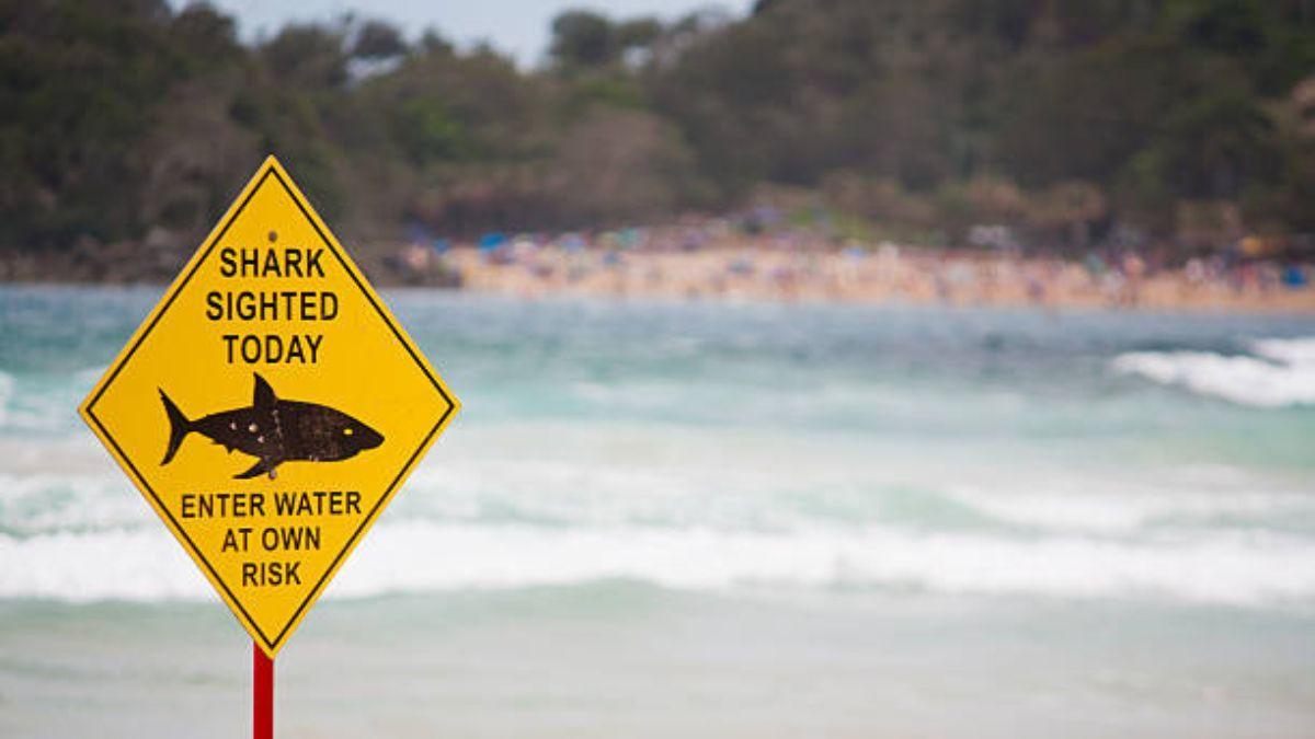 Las playas españolas con mayor riesgo de encontrar tiburones