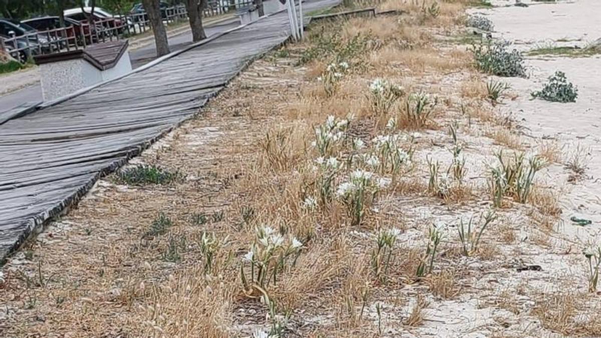 Imagen aportada por el BNG con la vegetación existente antes de la intervención de Costas.