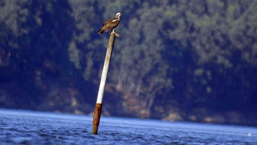 &quot;Panchita&quot;, en su posadero habitual en la ría del Eo.