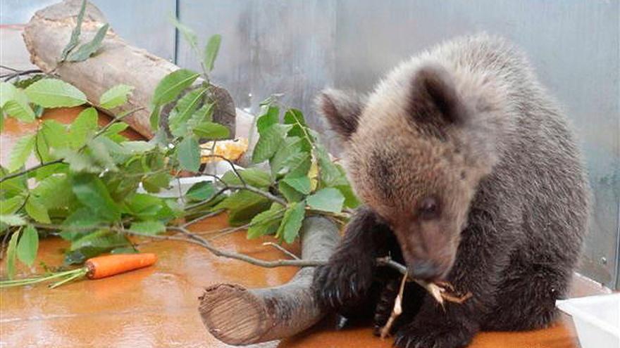 El Fapas pide el cese del director de la Fundación Oso de Asturias