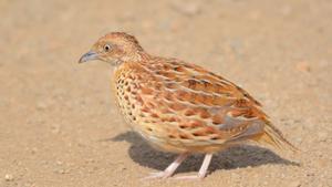 El torillo andaluz solo vivía en Doñana y ya ha desaparecido