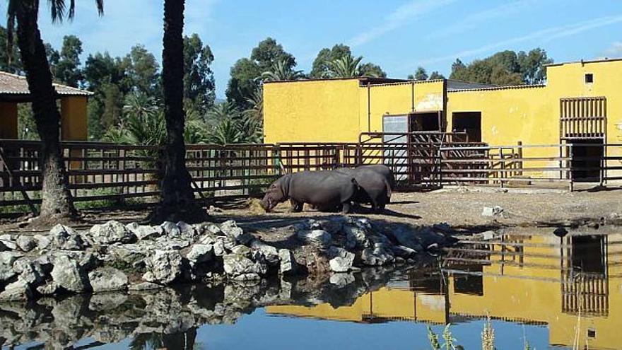 Los tres hipopótamos del safari, desayunando, en una imagen de ayer.