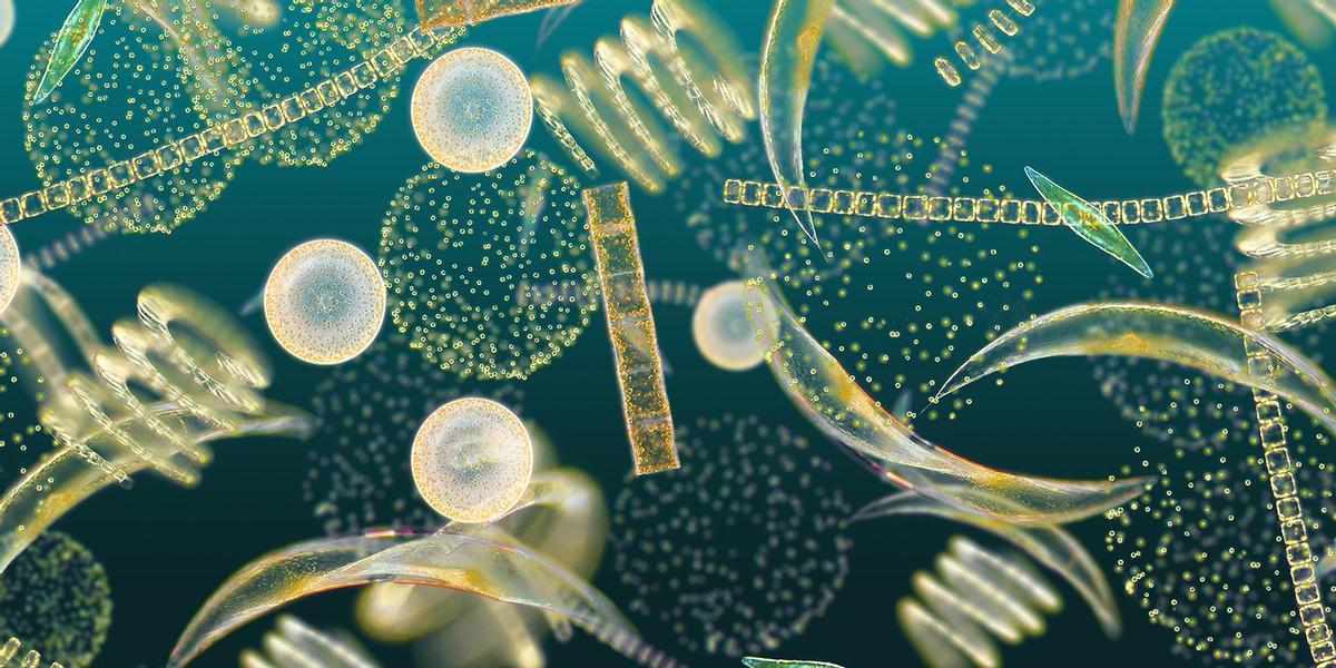 El fitoplancton, aparte de nutrir a muchos animales marinos, también atrapa CO2 de la atmósfera