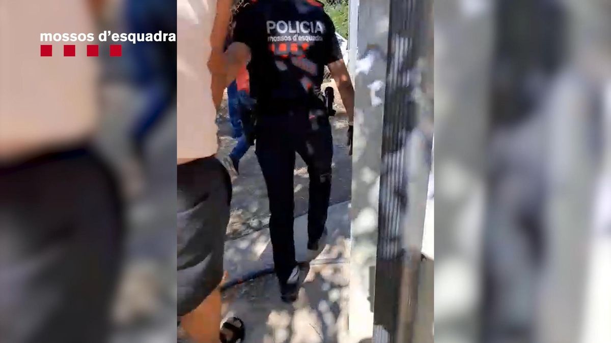 Vídeos del desmantellament i l'arrest dels dos homes que s'ocupaven d'una plantació de marihuana a Jorba