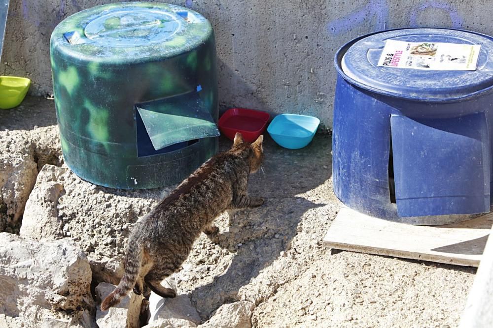 Die Katzen an Palmas Stadtstrand fristen ein trauriges Dasein.