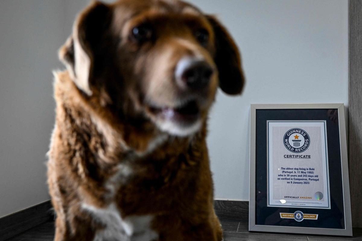 Bobi de 30 años, el perro más viejo del mundo según el Guinness World Records en Conqueiros, Portugal.