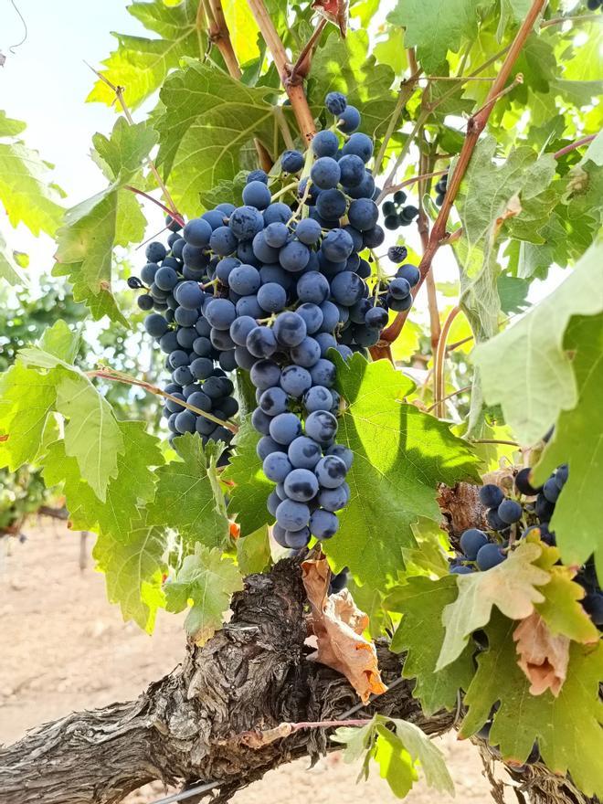 Racimo de uvas de tempranillo, Cepa 21, Ribera del Duero, Valladolid