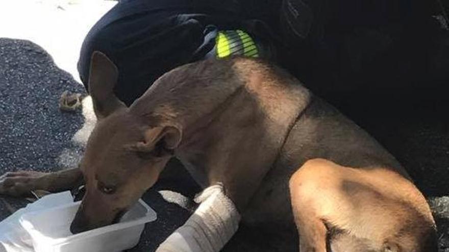 Rescaten un gos amb la pota trencada a les vies del tren de Girona