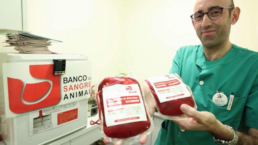 Pedro Pablo Mayo muestra dos bolsas de concentrado de eritrocitos en el hospital veterinario Nacho Menes de Gijón.