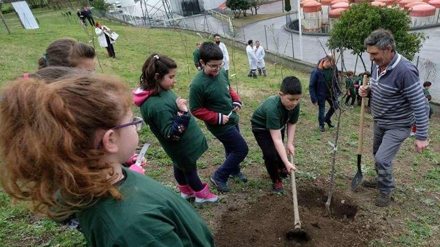 Escolares langreanos plantan árboles en una parcela de Prefasa