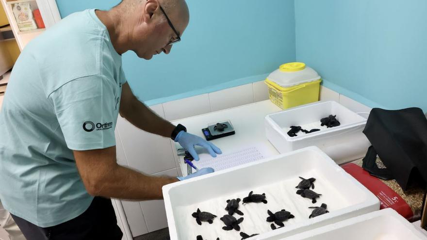 Tortugas bobas: un año para llegar al mar