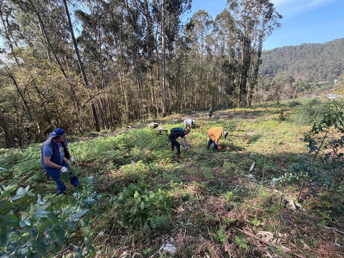 Comuneros y voluntarios de Coiro arrancando ayer acacias en Niño do Corvo.