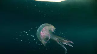 Aviso en las playas malagueñas: medusas a la vista