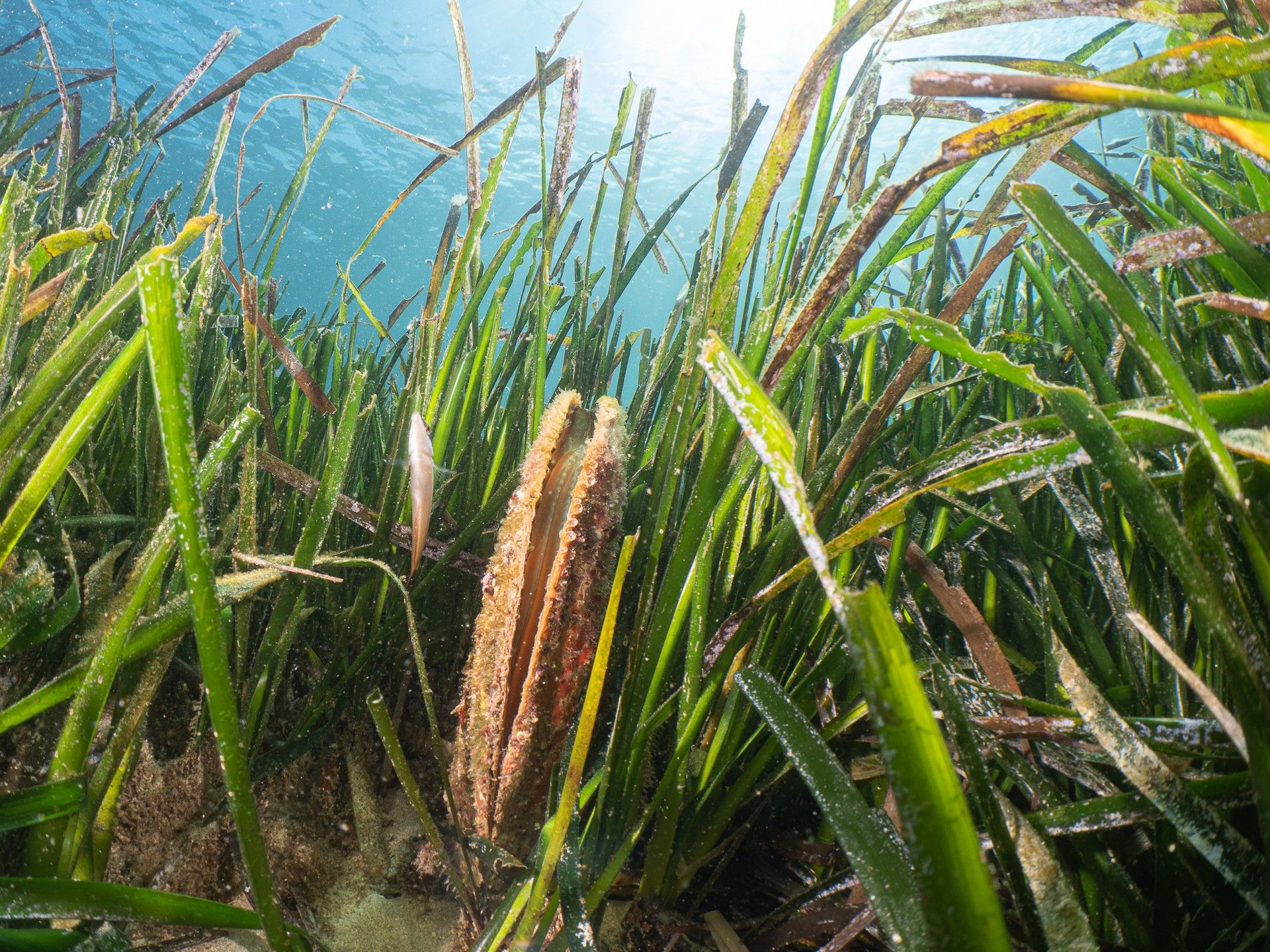 Estas son las fotos ganadoras del Certamen para la Conservación del Mar Balear