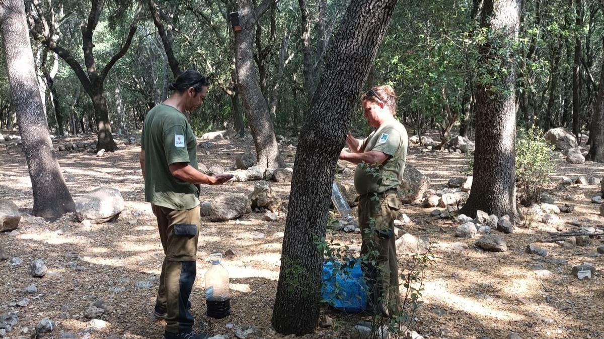 La Conselleria ha intensificado este año su lucha contra el 'banyarriquer'