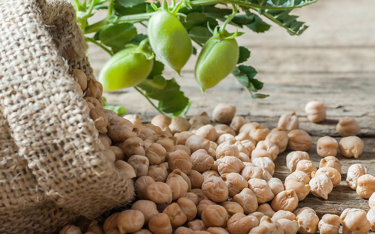 Los garbanzos son uno de los ingredientes principales del potaje de vigilia típico del Viernes Santo.