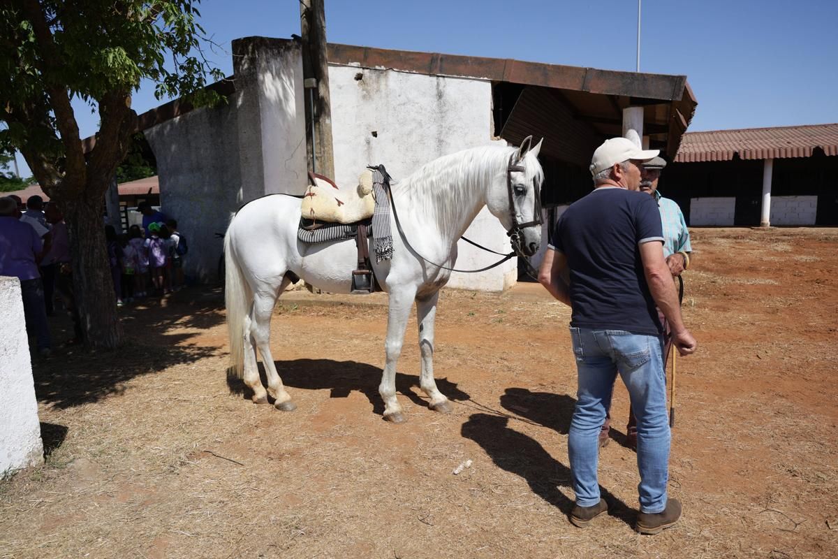 Fotogalería | Así se ha desarrollado la feria equina de Cáceres