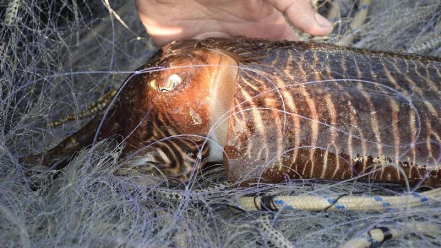 La veda de la sípia comprèn els mesos de setembre, octubre i novembre de 2025, i febrer de 2026.