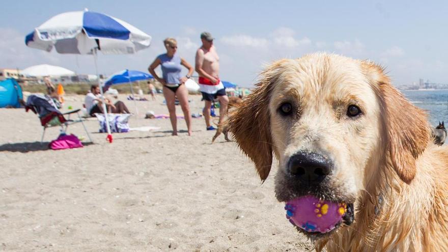 El Ayuntamiento de Alicante intenta devolver los servicios a la playa canina de Agua Amarga cuatro años después