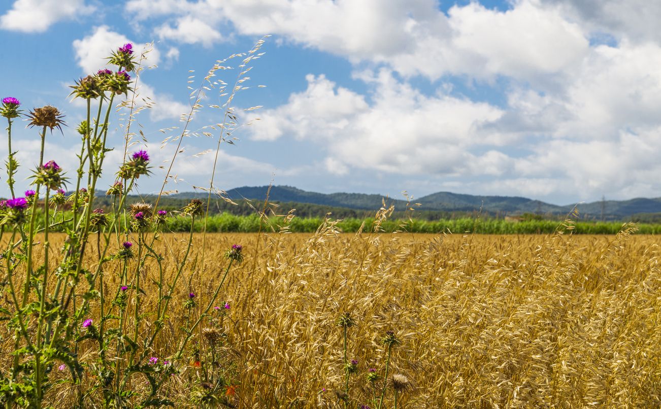 Del Palau Sator a Peratallada caminando por el campo.