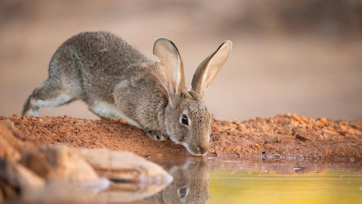 Hasta ahora, solo se había identificado al conejo europeo en España