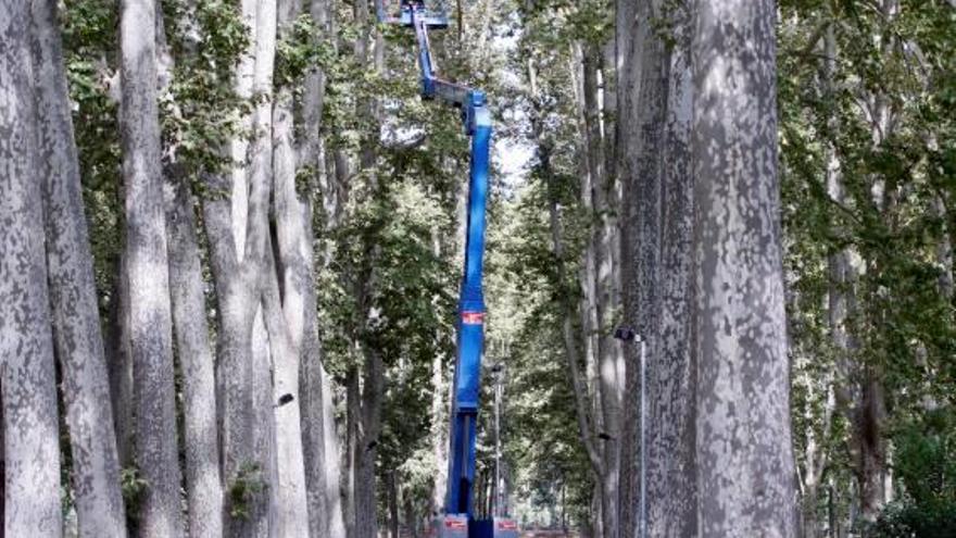 Devesa Poda periòdica dels plàtans del parc