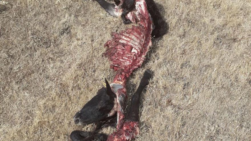Una ganadería de ovino en Villamor de la Ladre sufre 23 bajas en un nuevo ataque del lobo