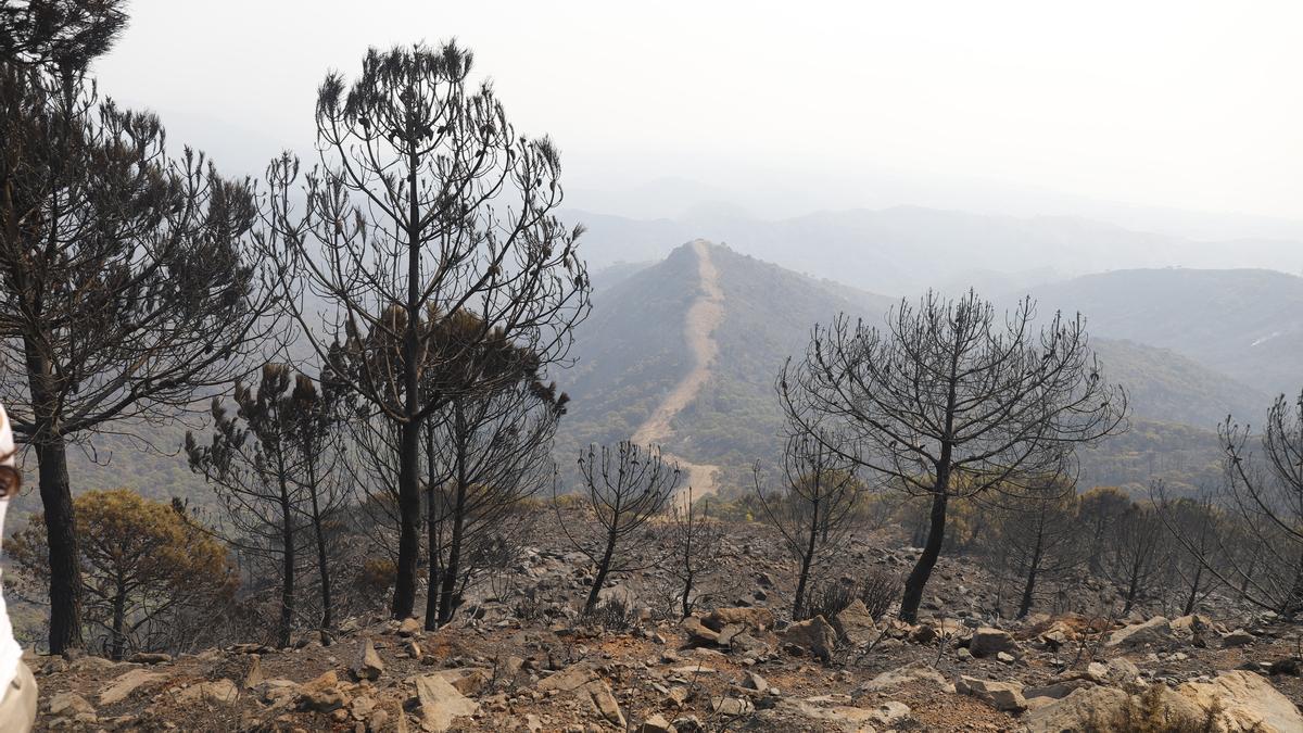 Paraje calcinados en Estepona, este viernes, 10 de septiembre.