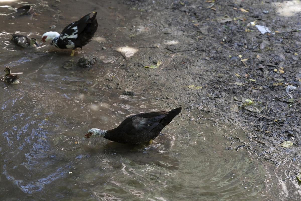 El rio Sants, de nuevo seco a su paso por Canals