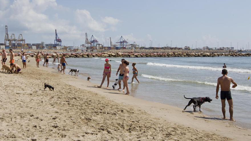 La playa de Pinedo es una de las cuatro que admiten perros en Valencia