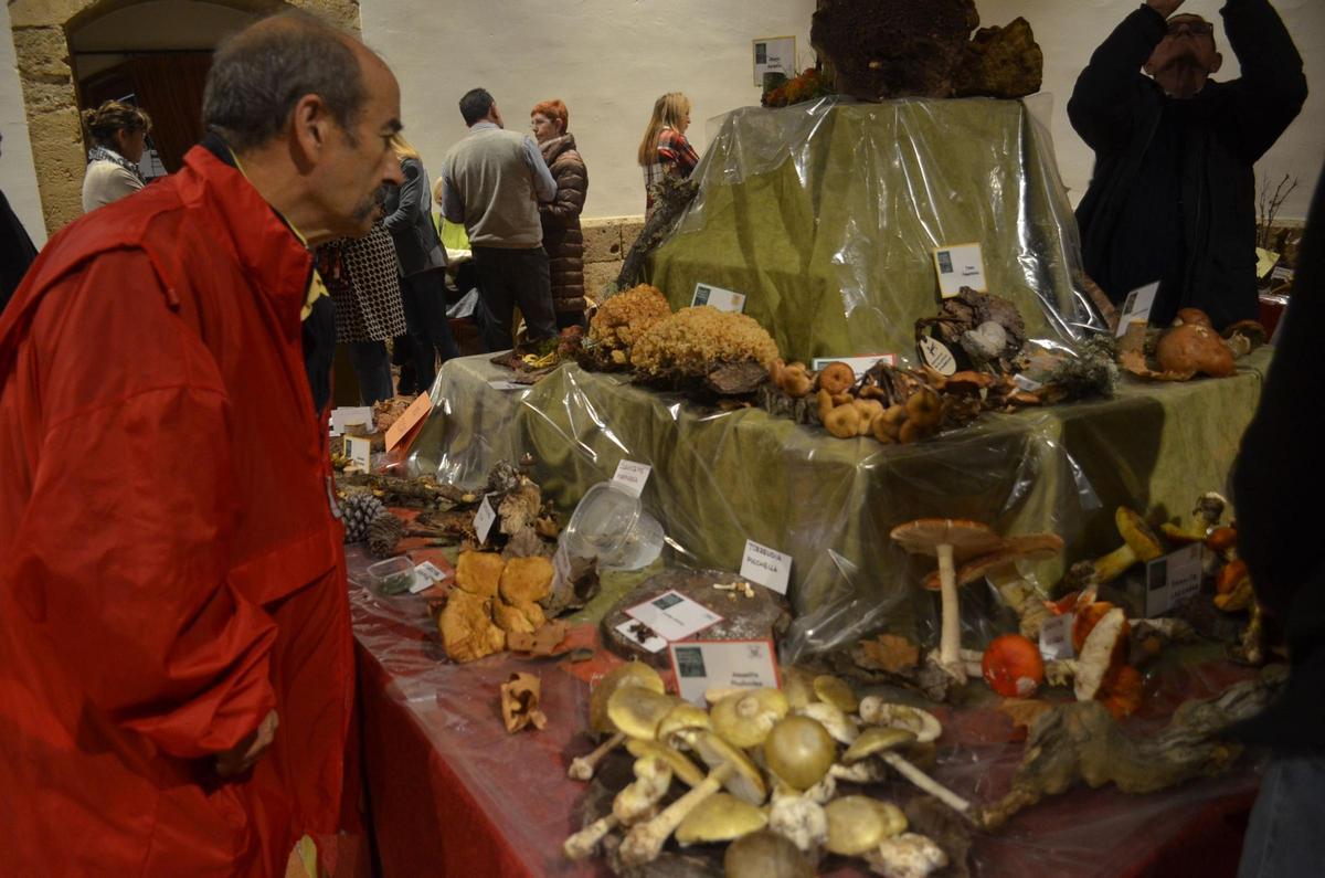 La Exposición Micológica de Benavente, en imágenes