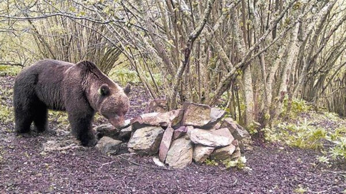 El oso Pyros, en una imagen de archivo.