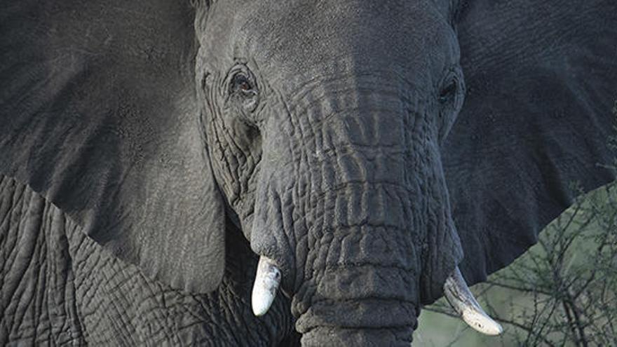 Un elefante africano, una especie en peligro de extincio?n.
