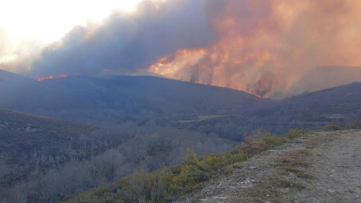 Incendio en Hermisende, Sanabria: el frente del fuego alcanza los pinares.