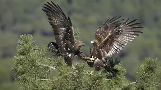 Medalla de oro a la naturaleza