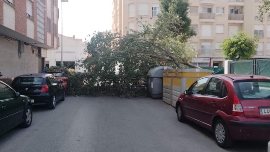 Susto monumental: El viento derriba un árbol gigante en una escuela infantil en Burriana