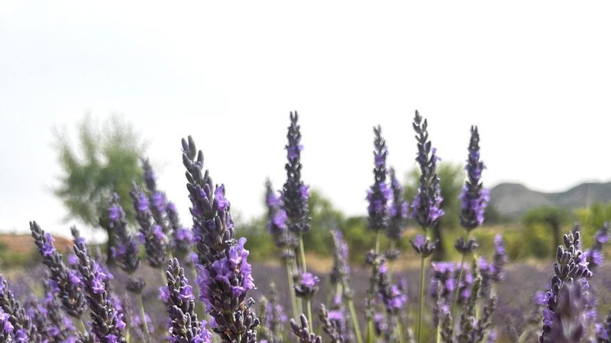 Transpórtate a la Provenza valenciana con excursiones guiadas a través de los campos de lavanda