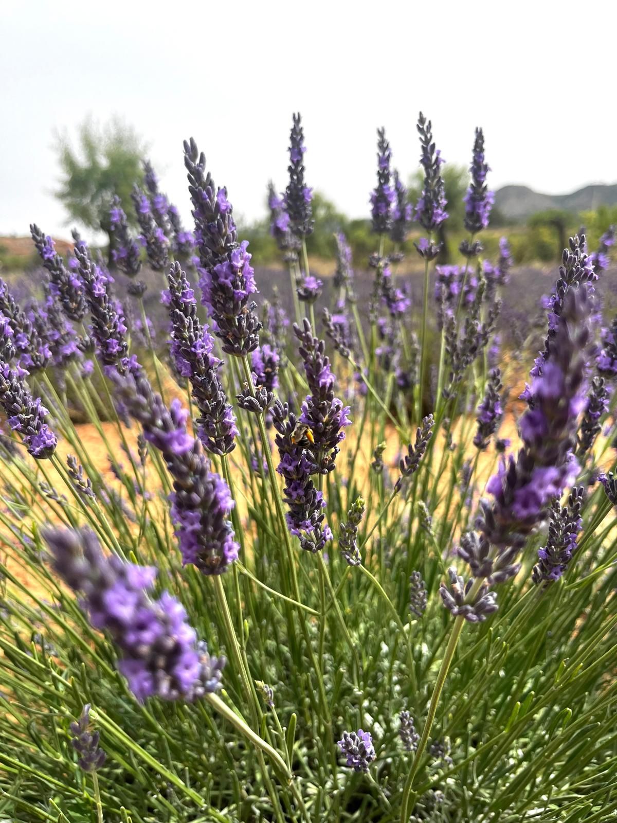 Campos de lavanda en Ademuz.