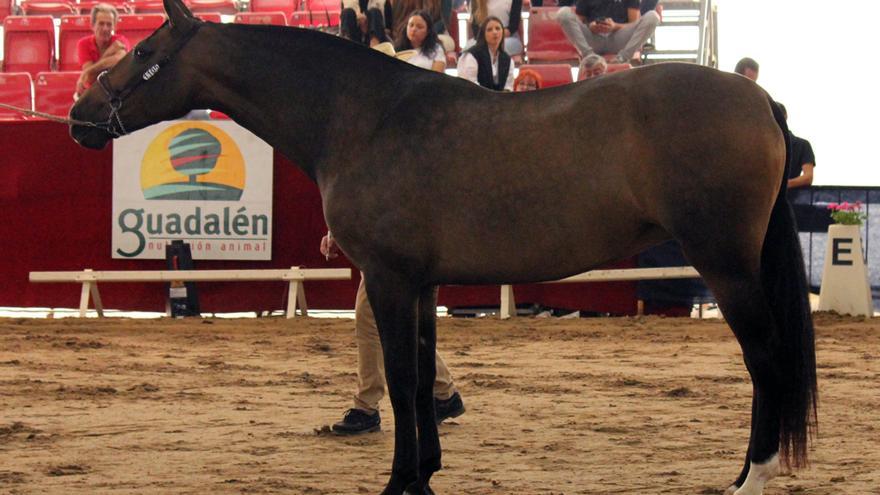 Una yegua de Caravaca, campeona del mundo en ‘Mejores movimientos’