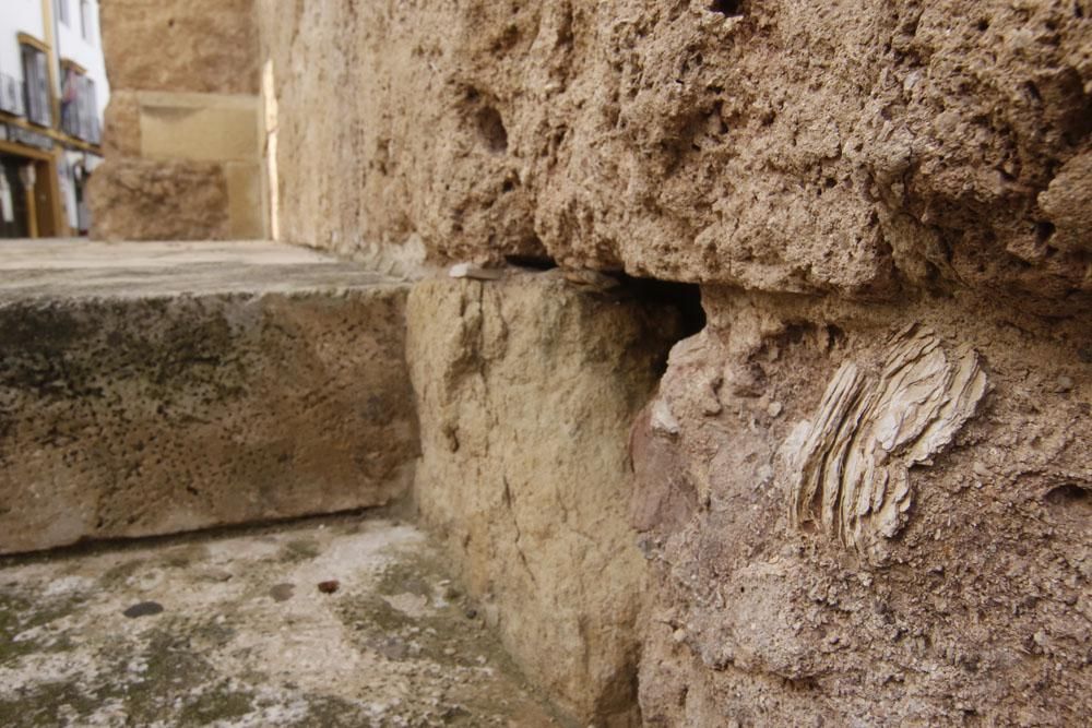 Los habitantes de la Mezquita Catedral del mioceno