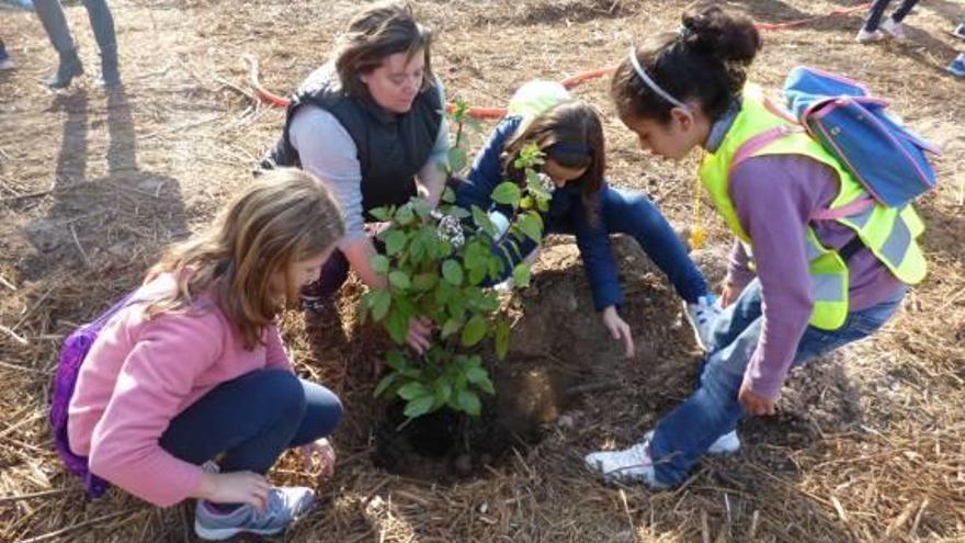 Sesenta escolares participan en la plantación de chopos en Ontinyent