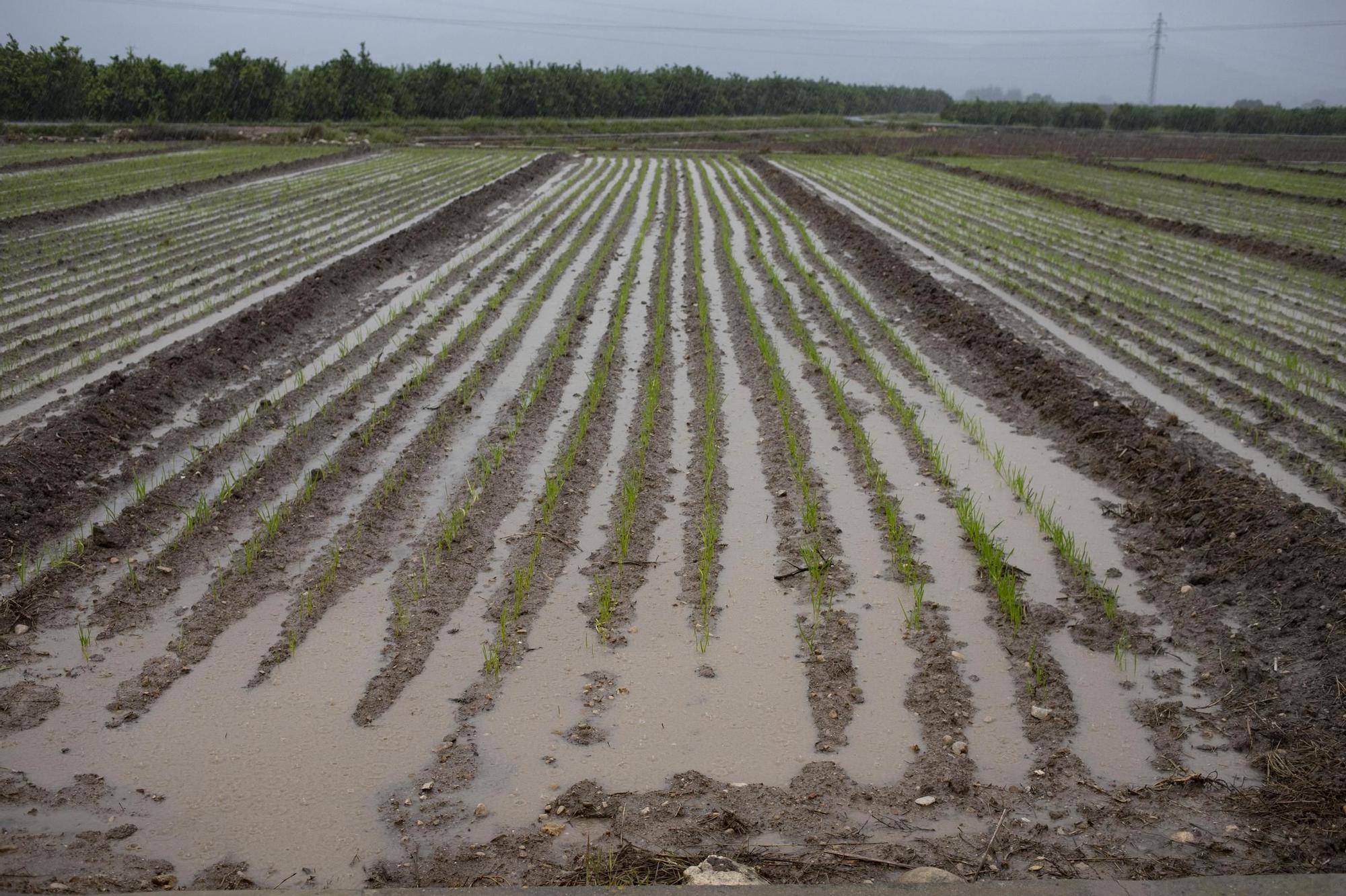 Galería: La lluvia descarga con fuerza en Xàtiva