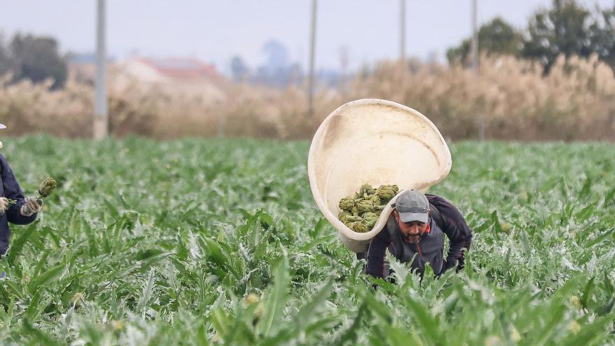 La sequía merma la cuarta parte de alcachofas en la provincia pero lo compensa su alto precio