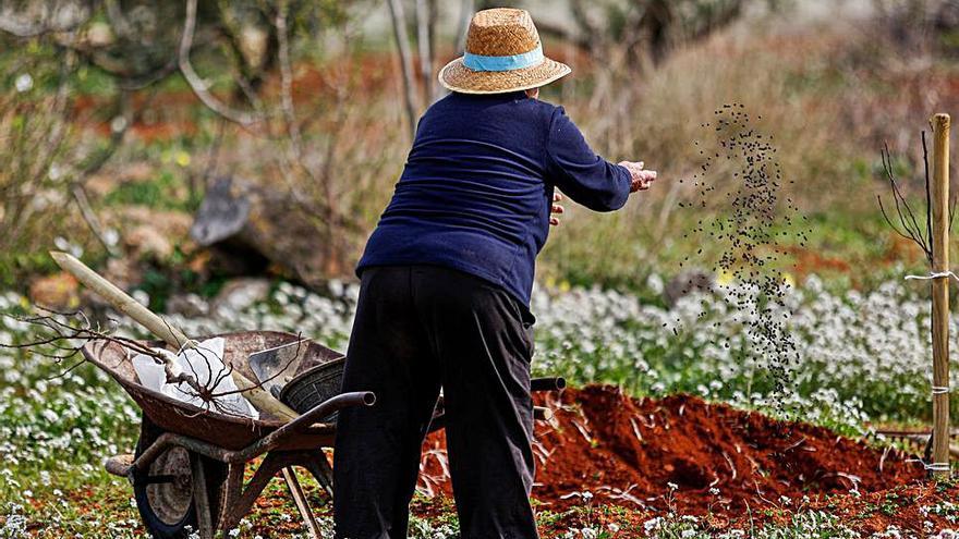 Catalina, de 79 años, echa abono a la tierra donde Mariano acaba de colocar uno de los plantones.