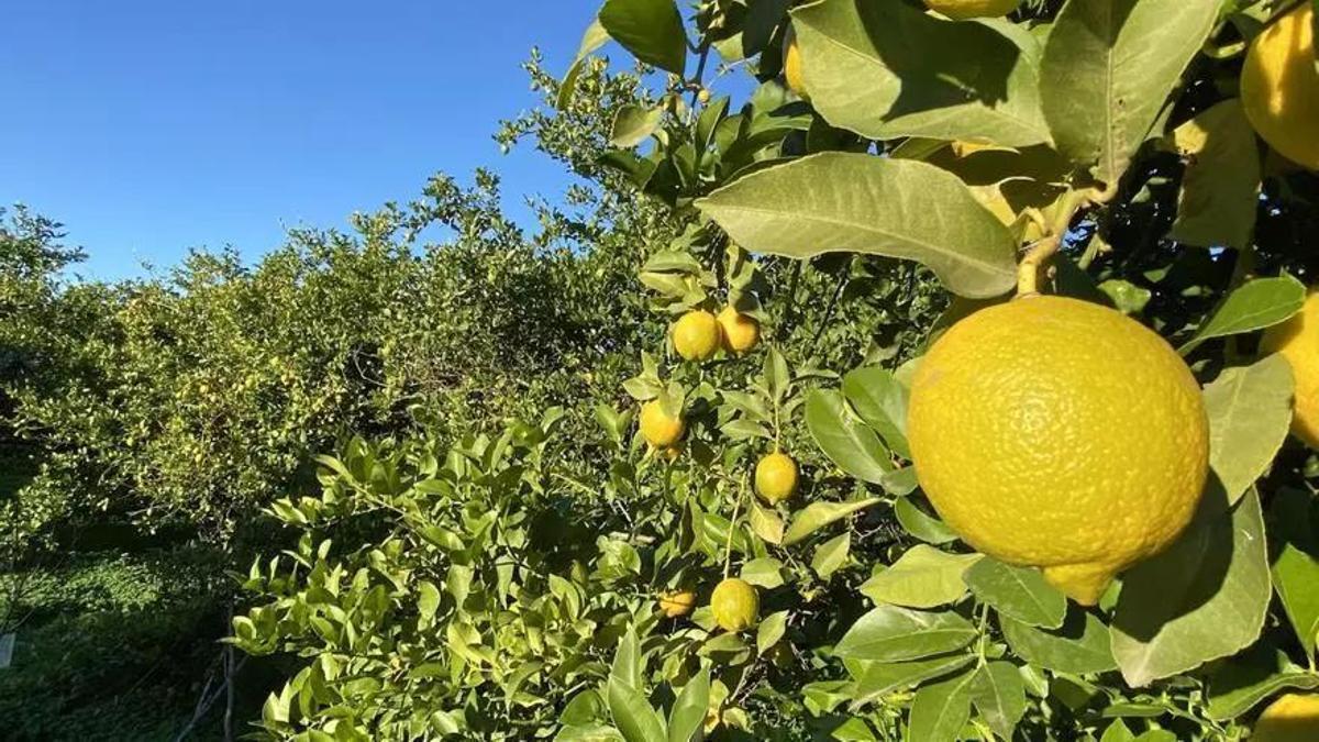 "Asegurar la cosecha de cítricos es asegurar la renta del agricultor".