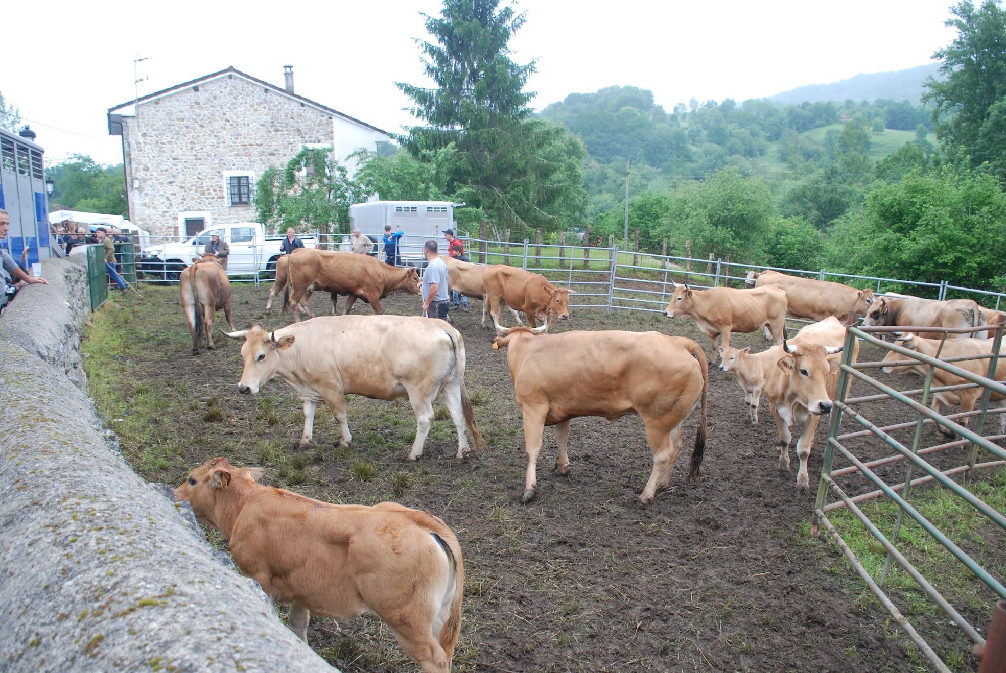 Feriona de Corao (Cangas de Onís)